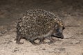 Juvenile European hedgehog Erinaceus europaeus Royalty Free Stock Photo