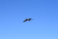 The Juvenile European herring gull in flight 2