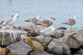 Juvenile European herring gull