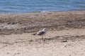 Juvenile European herring gull or Larus argentatus close-up portrait at sea shore, selective focus, shallow DOF Royalty Free Stock Photo