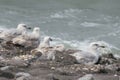 Juvenile European herring gulls (Larus argentatus) resting on a rocky coastal embankment