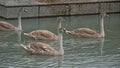 Juvenile european mute swans in a pond