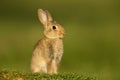 Juvenile European Rabbit sitting in the meadow