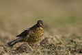 Falkland Thrush in the Falkland Islands