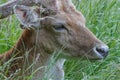 Juvenile Fallow Deer / Dama dama Stag head and face lying in long grass Royalty Free Stock Photo