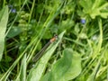 Juvenile female of the blue-tailed damselfly or common bluetail (Ischnura elegans) with salmon pink body Royalty Free Stock Photo