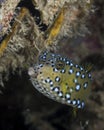 Juvenile female boxfish