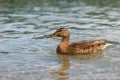 Juvenile female mallard floating on the lake.