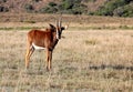 Juvenile female Sable Antelope Royalty Free Stock Photo