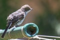 Juvenile Fiscal Flycatcher Royalty Free Stock Photo