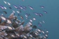 Juvenile fish swarming over coral