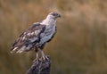 Juvenile fisheagle on tree stump against clear background Royalty Free Stock Photo