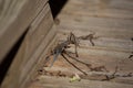 Juvenile Five-Lined Skink