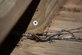 Juvenile Five-Lined Skink