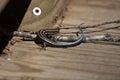 Juvenile Five-Lined Skink