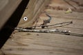 Juvenile Five-Lined Skink