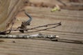 Juvenile Five-Lined Skink