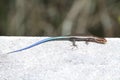 Juvenile Five-lined Skink (Plestiodon fasciatus)