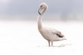 Greater flamingo (Phoenicopterus roseus) preening in water. Royalty Free Stock Photo