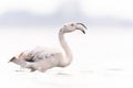 Greater flamingo (Phoenicopterus roseus) calling. Royalty Free Stock Photo