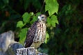 Juvenile fledged Broad-winged hawk perched on a post Royalty Free Stock Photo