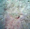 Juvenile Flounder