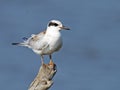 Juvenile Forster's Tern Royalty Free Stock Photo