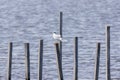 Juvenile Forster`s tern Sterna forsteri sits and rests on a post sticking out of the water in the marsh at Blackwater National W Royalty Free Stock Photo