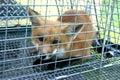 Juvenile Fox Captured in a Live Trap