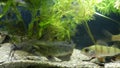 Juvenile freshwater fishes channel catfish, Ictalurus punctatus, European perch and prussian carp swim in muddy water