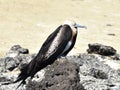 Frigate bird juvenile on stone