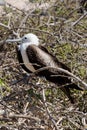 Juvenile Frigate Bird Royalty Free Stock Photo