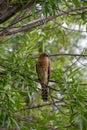 Juvenile Gabar goshawk isolated Royalty Free Stock Photo