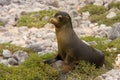 Juvenile Galapagos sea lion (Zalophus wollebaeki) Royalty Free Stock Photo