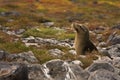 Juvenile Galapagos sea lion (Zalophus wollebaeki) Royalty Free Stock Photo