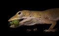 Juvenile gecko eating a small grasshopper