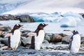 Juvenile Gentoo Penguin chick with its parents in Antarctica, seabird colony near the sea with icebergs, Antarctic Peninsula, Royalty Free Stock Photo