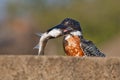 Juvenile giant kingfisher Royalty Free Stock Photo