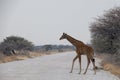 A  juvenile  giraffe crossing the road at the Etosha National Park, Namibia, Africa Royalty Free Stock Photo