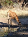 Juvenile giraffe drinking water at a waterhole Royalty Free Stock Photo