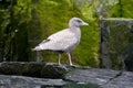 Juvenile Glaucous gull