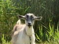 Juvenile goat closeup
