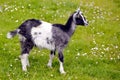 Juvenile goat on grass