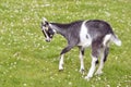 Juvenile goat on grass