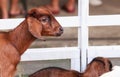 Juvenile goat kids behind white fences. Domestic goats, one of the oldest domesticated animals, have been raised for milk, meat,