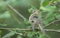 A pretty juvenile Goldcrest Regulus regulus perching on a branch in a tree preening its feathers. Royalty Free Stock Photo