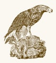 Juvenile golden eagle aquila chrysaetos with a captured rabbit sitting on a rock