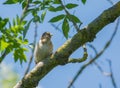 Juvenile Goldfinch on branch