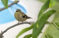 A Juvenile Goldfinch Perched on a Tree Branch Royalty Free Stock Photo