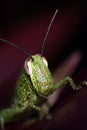 Juvenile Grasshopper